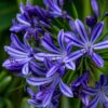 Brilliant Blue African Lily