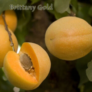 Brittany Gold Apricot Tree