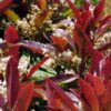 Bronze Loquat Seedling
