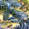 Bookleaf Mallee Eucalyptus