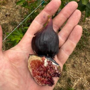 Brooklyn Dark Fig Tree