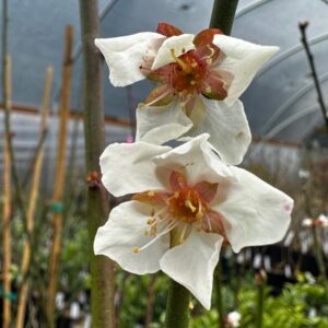 Bungo Japanese Flowering Plum