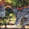 Cabernet Franc Wine Grape