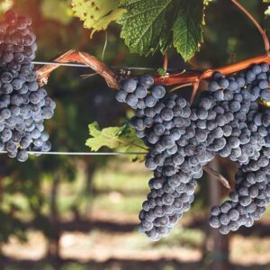 Cabernet Franc Wine Grape