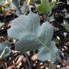 California Blue Oak