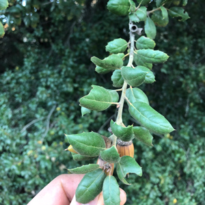 California Coast Live Oak