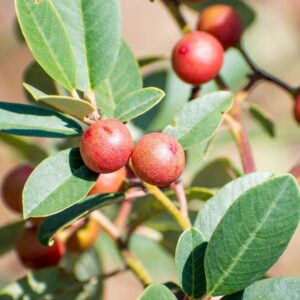 California Coffeeberry