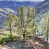 California Gray Pine