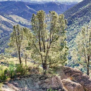 California Gray Pine