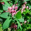 California Honeysuckle