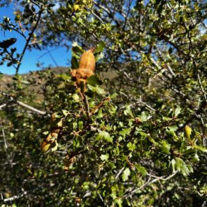 California Scrub Oak