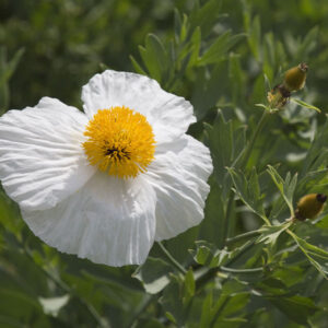 California Tree Poppy
