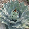 Cameron Blue Agave