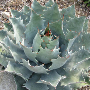Cameron Blue Agave