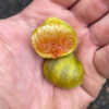 Campaniere Fig Tree