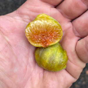Campaniere Fig Tree