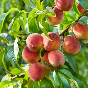 Canadian Harmony Peach