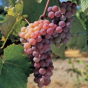 Canadice Red Table Grape