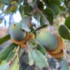 Canyon Live Oak
