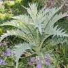 Cardoon