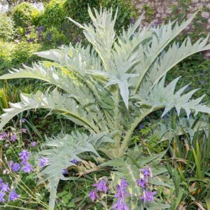 Cardoon