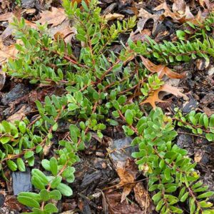 Carmel Sur Manzanita