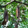 Carob Tree