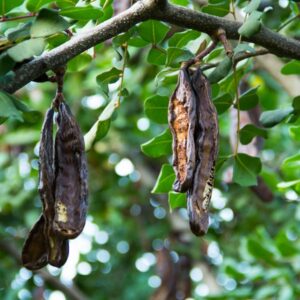 Carob Tree