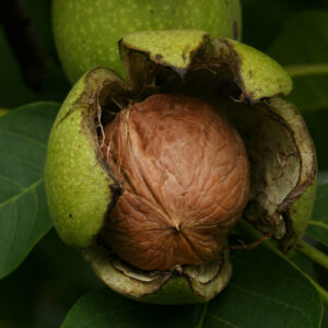 Carpathian English Walnut