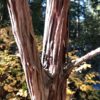 Catalina Ironwood