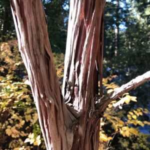 Catalina Ironwood