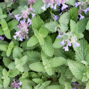 Catnip