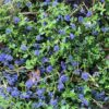 Centennial Ceanothus