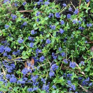 Centennial Ceanothus