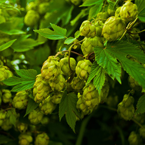 Centennial Hops