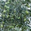 Chalkdiki Olive