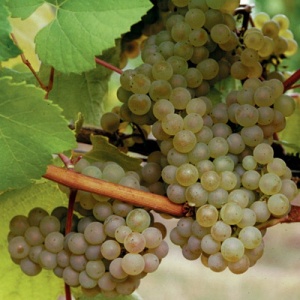 Chardonnay Dijon 76 Wine Grape