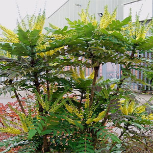 Charity Mahonia