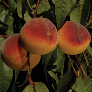 Charlotte Peach