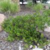 Chieftain Manzanita