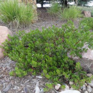 Chieftain Manzanita