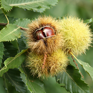 Chinese Chestnut Seedling