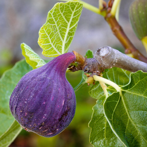 Chicago Hardy Fig Tree