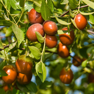 Chico Jujube Tree