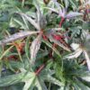 Chief Kubo's South Sea Salad Tree