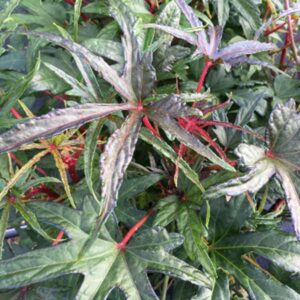 Chief Kubo's South Sea Salad Tree