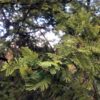 Chilean Acacia Tree