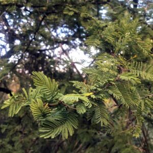 Chilean Acacia Tree