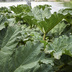Chilean Gunnera