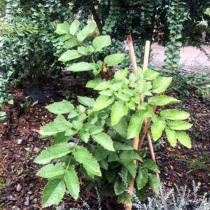 Chilean Hazelnut